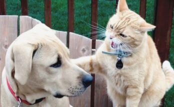 When Cats and Dogs Just Can't Get Along (And It's Hilarious)