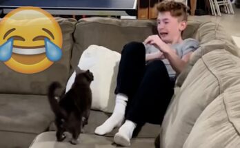 Cats Behaving Badly: A Compilation of Feisty Felines Ambushing Their People