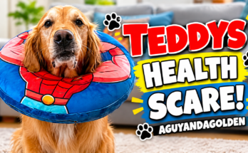 Teddy's Health Scare: A Golden Retriever's Spleen Mass and Road to Recovery