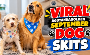 Teddy the Golden Retriever's Best Skits from September