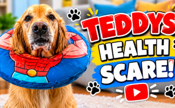 Teddy the Golden Retriever's Splenic Mass Scare and His Recovery