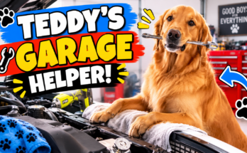 Meet the Golden Retriever Who "Fixes" Cars in the Garage
