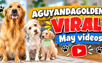 AGuyandAGolden's Funniest Dog Skits from May, All in One Place