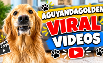 AGuyAndAGolden's Funniest Dog Videos From April, All in One Place