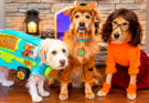 Three Dogs, One Mystery Machine: A Scooby-Doo Halloween Costume Lineup
