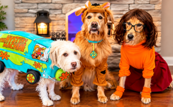 Three Dogs, One Mystery Machine: A Scooby-Doo Halloween Costume Lineup