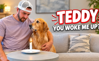 The Viral Tea Bag Prank, Tested on Three Very Good Dogs